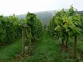 Vineyard, Sharpham Estate P1120524